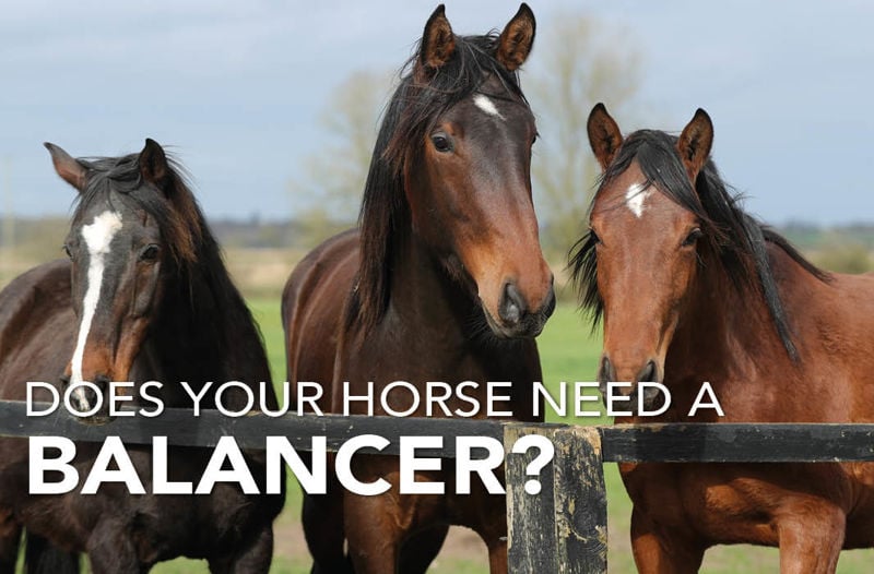 What Are Feed Balancers and Would They Help Your Horse? | Equine Science Matters®